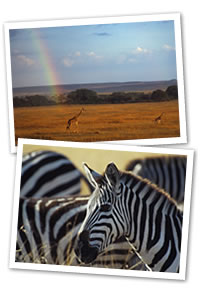 Cheap flights to Africa